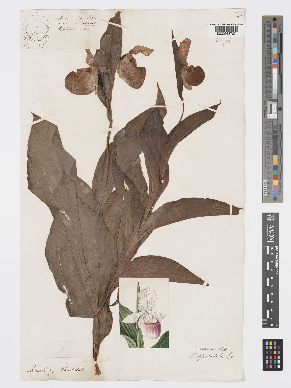Kew Gardens K000363707:  Gouldie [s.n.] Canada