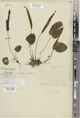 Kew Gardens K000516381:  Gaudichaud-Beaupré, C. [s.n.] Indonesia