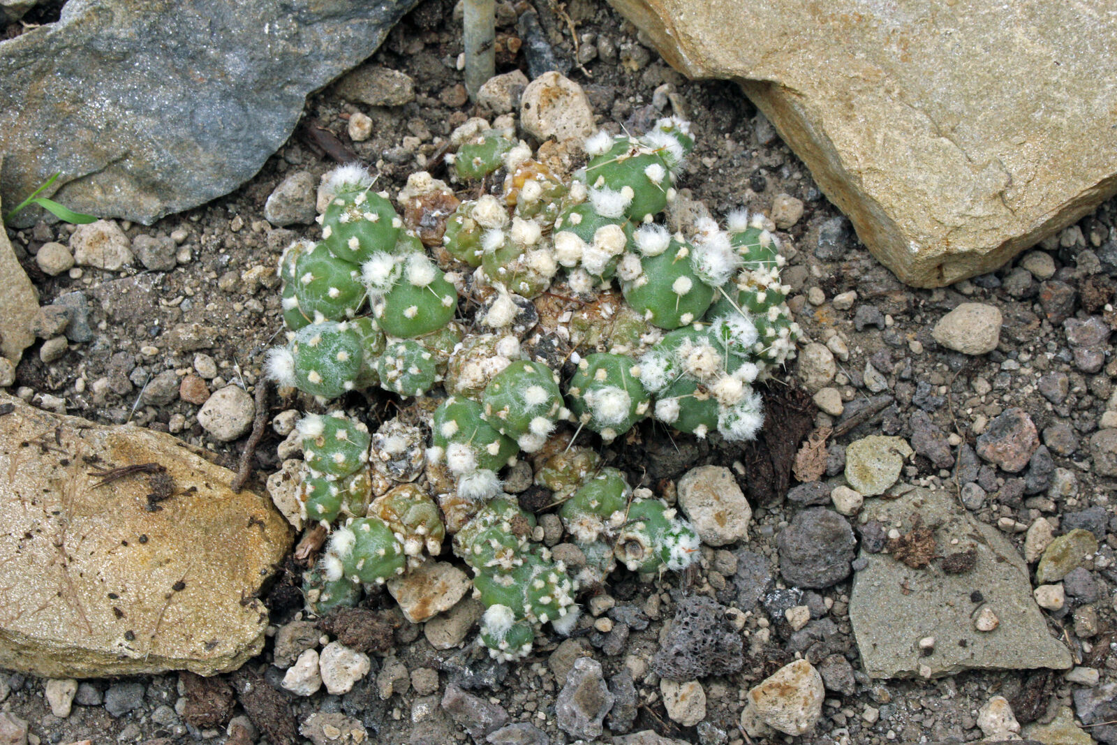 Maihueniopsis conoidea kaynak görseli