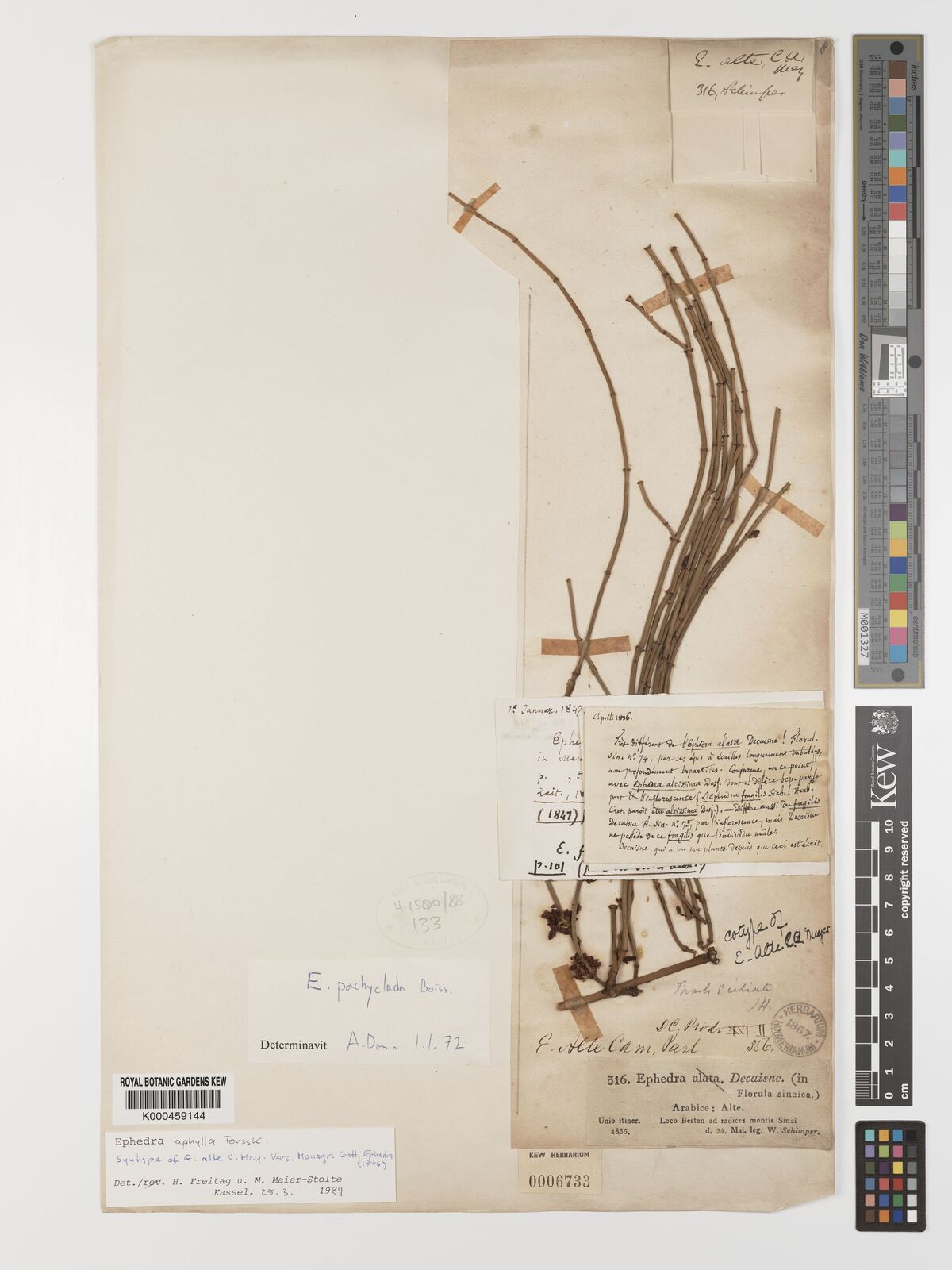 Kew Gardens K000459144:  Schimper, W. [316] Egypt