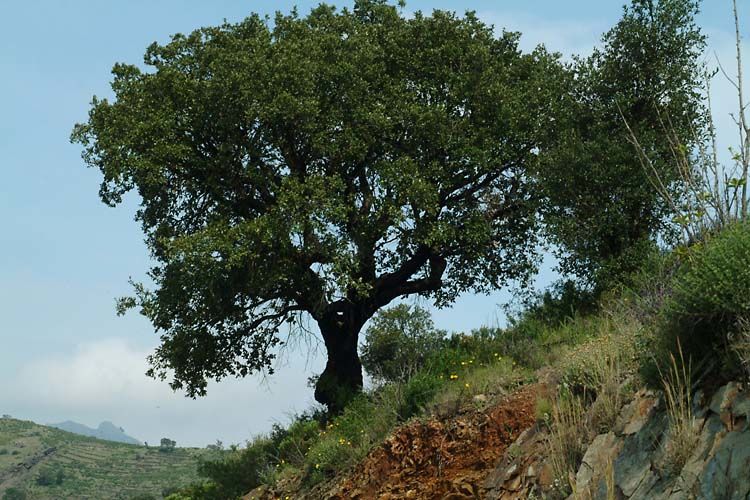 QUERCUS SUBER Sughera Cork oak tree 1 pianta plant o prebonsai vq 9x9x20cm 