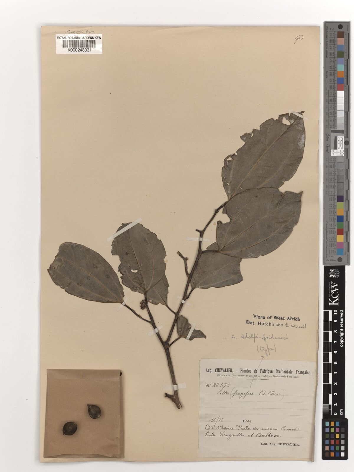 Kew Gardens K000243031:  Chevalier, A. [22.575] Cote d'Ivoire