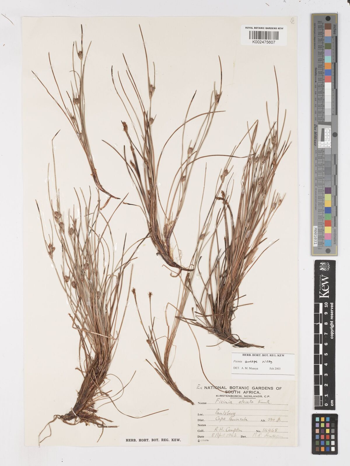 Ficinia anceps Nees | Plants of the World Online | Kew Science