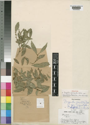 Kew Gardens K000406352:  Kleinschmidt, H. [s.n.] Mozambique