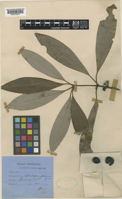 Kew Gardens K000793041:  Ridley, H.N. [4419] Malaysia