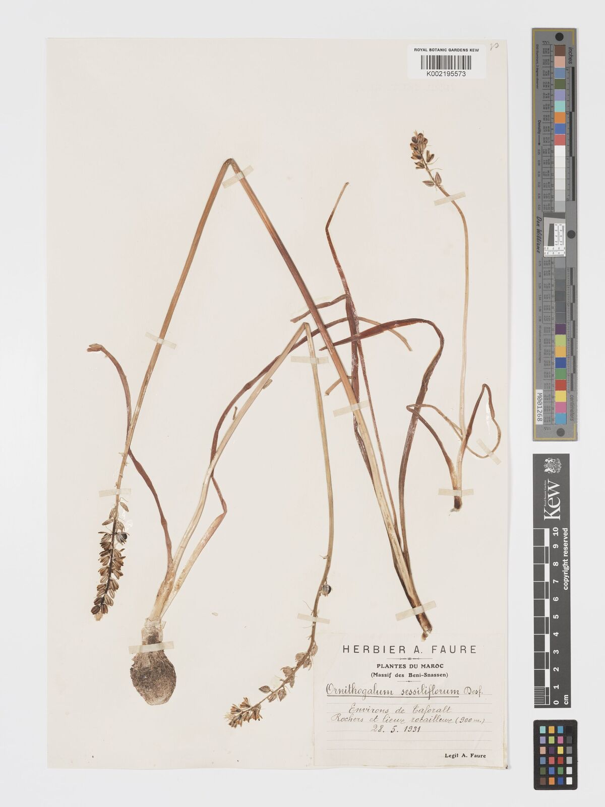 Ornithogalum sessiliflorum
