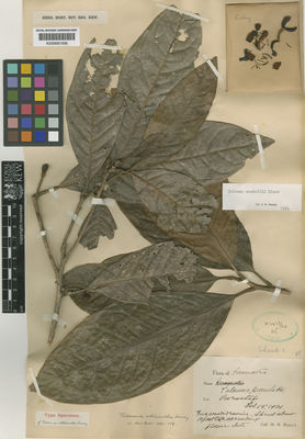 Kew Gardens K000681506:  Ridley, H.N. [s.n.] Indonesia