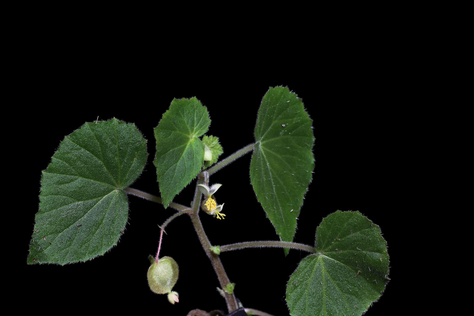 Begonia wallichiana Lehm. | Plants of the World Online | Kew Science