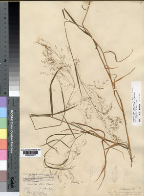 Kew Gardens K000032317:  Clarke, C.B. [19027] India