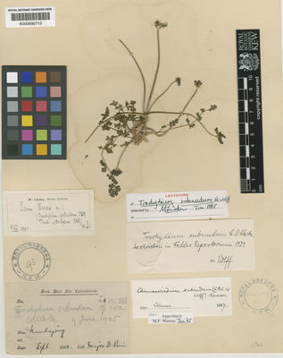 Kew Gardens K000695715:  Prain, D. [s.n.] China