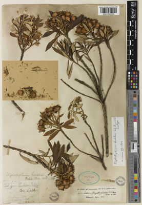 Kew Gardens K001092358:  Lechler, W. [2517] Peru