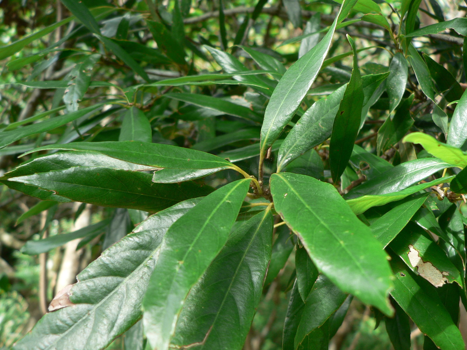 Quercus pachyloma Seemen | Plants of the World Online | Kew Science