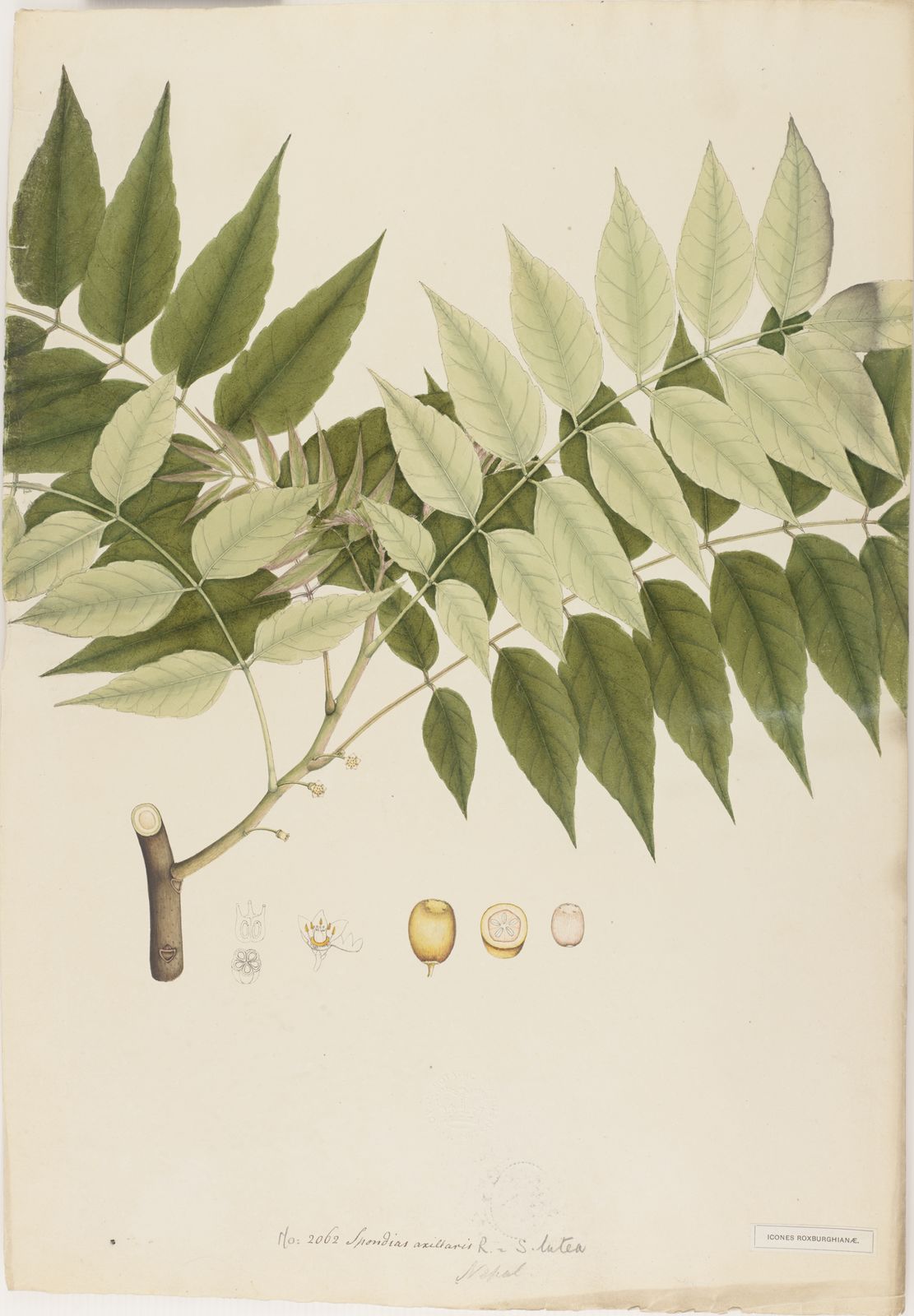 Choerospondias axillaris (Roxb.) B.L.Burtt & A.W.Hill | Plants of the ...