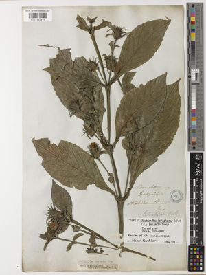 Kew Gardens K001392415:  Dalzell [s.n.] India