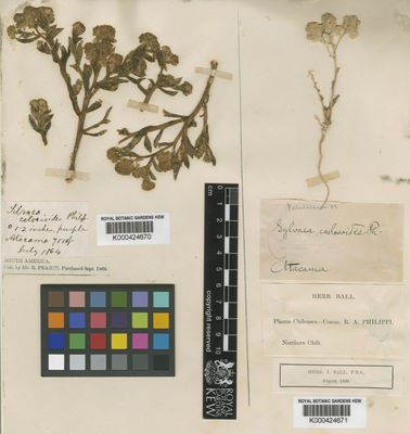 Kew Gardens K000424670:  Pearce, R. [s.n.] Chile