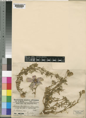 Kew Gardens K000240782:  Marloth, R. [867]