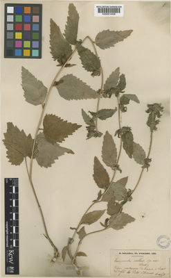 Kew Gardens K000814406:  Balansa B. [s.n.]