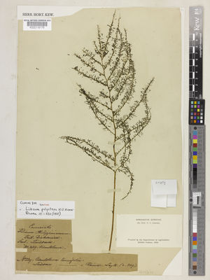 Kew Gardens K000116179:  Cuming, H. [309] Philippines