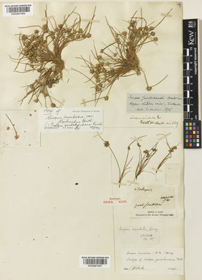 Kew Gardens K000881867:  Gaudichaud-Beaupre, C. [s.n.] Australia