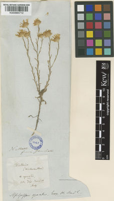 Kew Gardens K000884712:  Nuttal [s.n.] United States