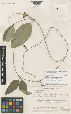 Kew Gardens K000095842:  Pirani, J.R.; Harley, R.M.; Stannard, B.L.; Cordeiro, I.; Kameyama, C.; Giulietti, A.M. [1999] Brazil