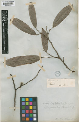 Kew Gardens K000691670:  Lowe, M. [s.n.]