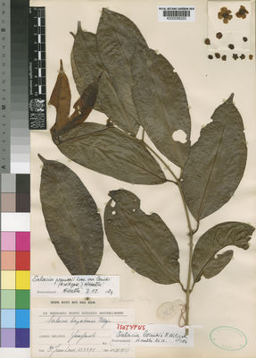 Kew Gardens K000036223:  Louis, J. [3575] Congo, Democratic Republic of the