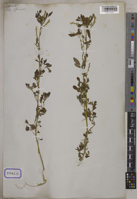 Kew Gardens K001122595:  s.coll. [Cat. no. 5942]