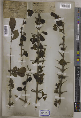 Kew Gardens K001125125:  s.coll. [Cat. no. 8277]