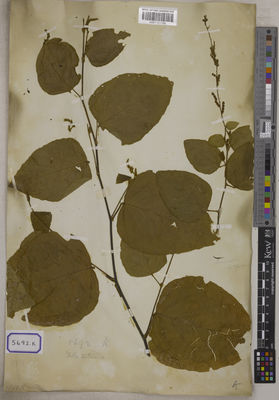 Kew Gardens K001121788:  s.coll. [Cat. no. 5692]