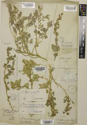 Kew Gardens K000898728:  s.coll. [s.n.] Norfolk Island