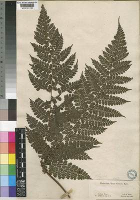 Kew Gardens K000351130:  Mann, G. [s.n.] Gabon