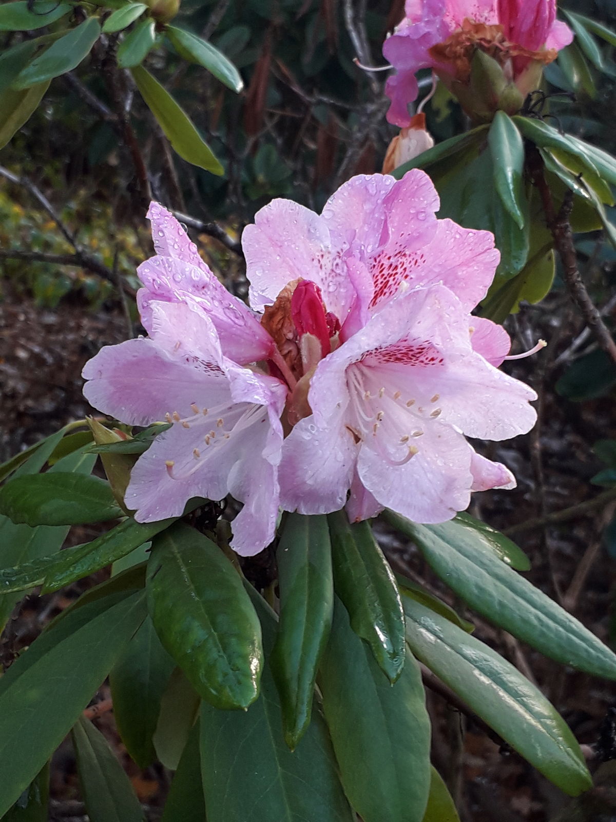Rhododendron L.   Plants of the World Online   Kew Science