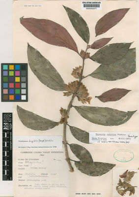 Kew Gardens K000450071:  Hugh-Jones, D.Ll. [444] Colombia