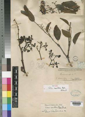 Kew Gardens K000322800:  Speke; Grant [658]