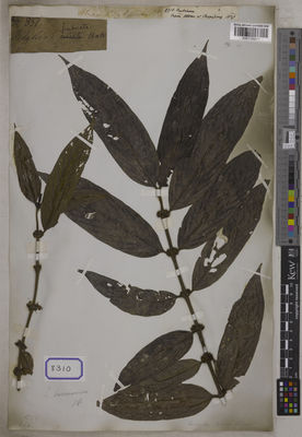 Kew Gardens K001125211:  Wallich, N. [Cat. no. 8310] Burma