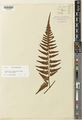 Kew Gardens K000549083:  Lobb, T. [s.n.] Malaysia