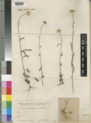 Kew Gardens K000410181:  Hutchinson, J.; Gillett, J.B. [3659] Zambia