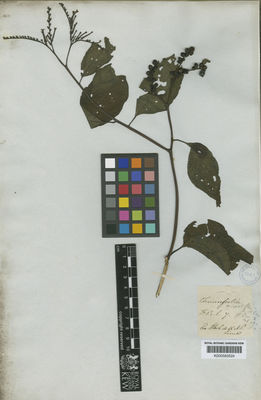 Kew Gardens K000583524:  s.coll. [s.n.] Peru