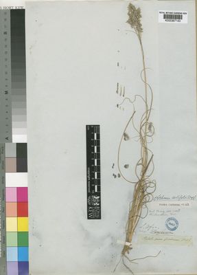 Kew Gardens K000367143:  Drege [s.n.] South Africa