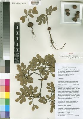 Kew Gardens K000417896:  Du Puy, D.J.; Dreyer, L.L.; Andriantiana, J.; Rakotobe, A. [1000] Madagascar