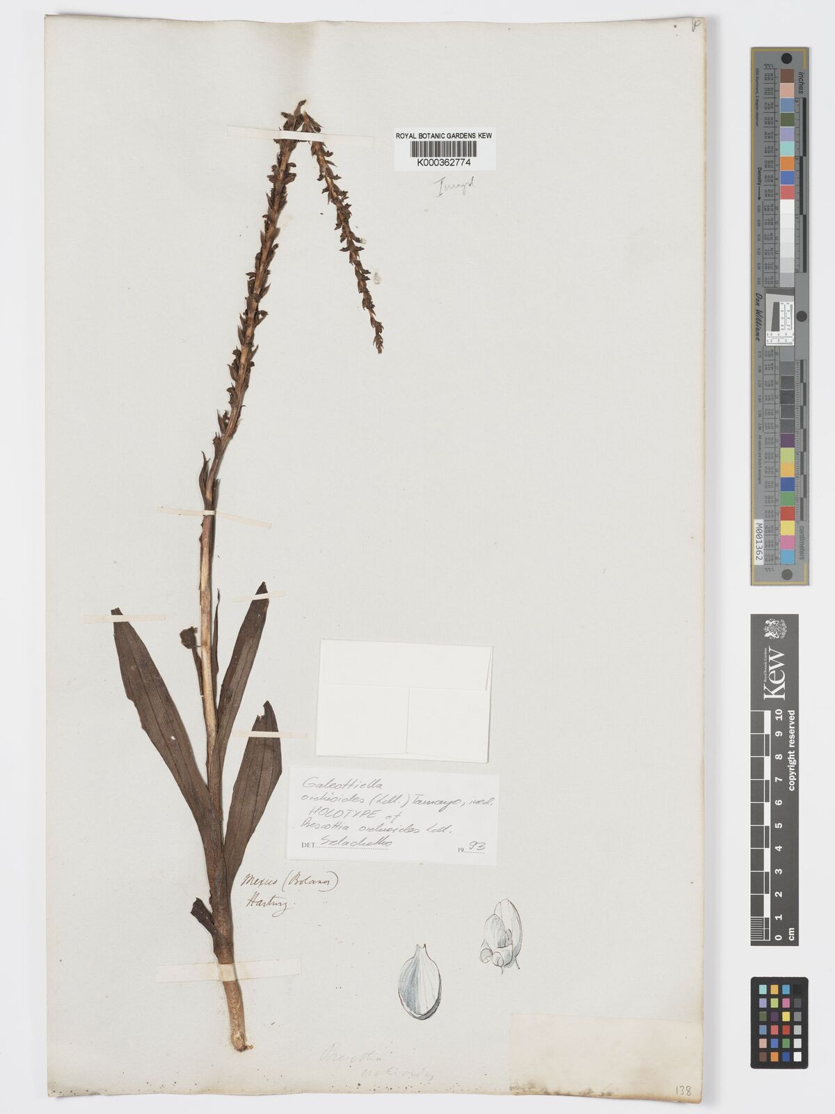 Kew Gardens K000362774:  Hartweg [s.n.] Mexico