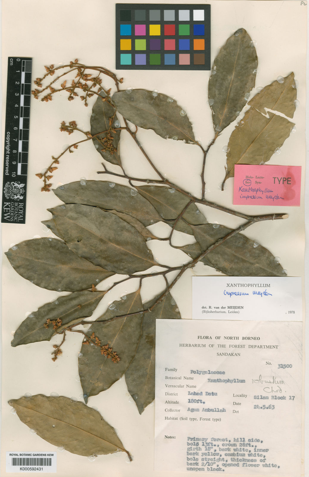 Xanthophyllum Impressum Meijden | Plants Of The World Online | Kew Science