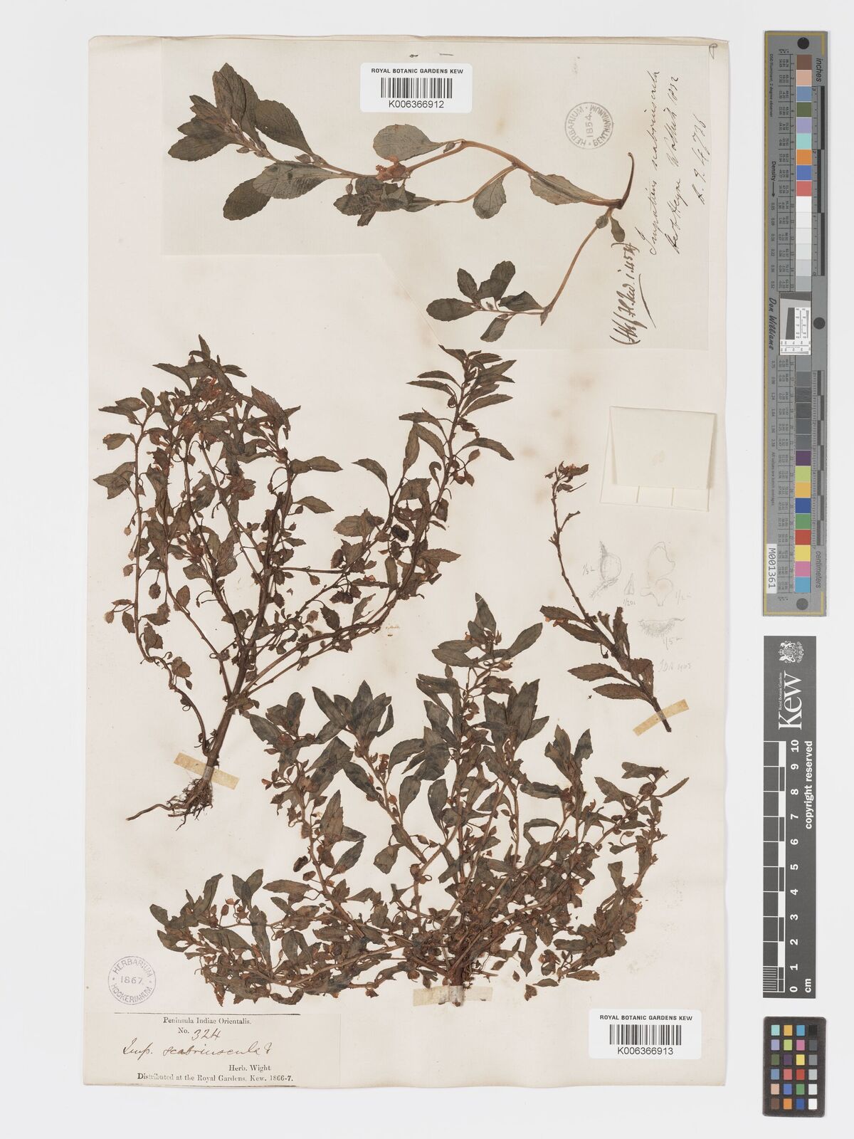 Impatiens scabriuscula