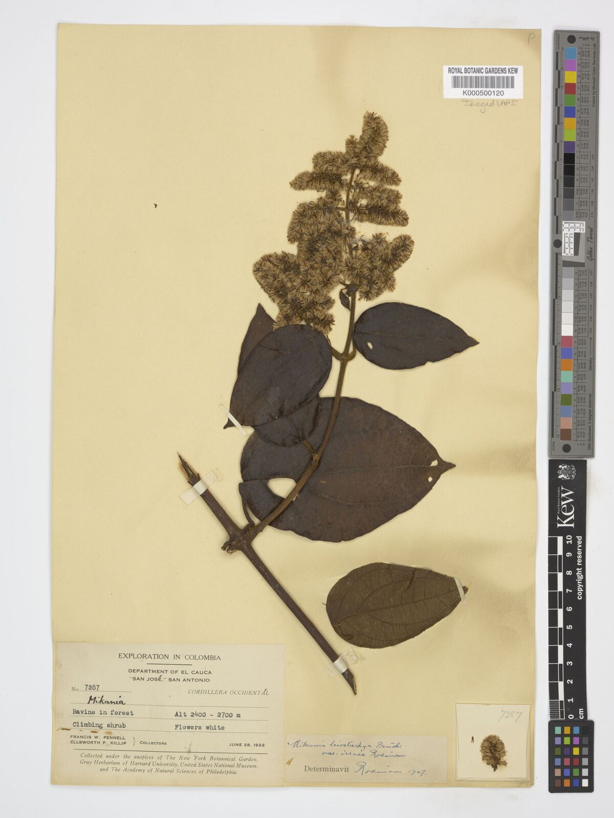 Kew Gardens K000500120:  Pennell, F.W.; Killip, E.P. [7287] Colombia
