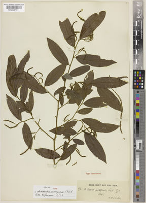 Kew Gardens K000061511:  Kerr, A.F.G. [676] Thailand