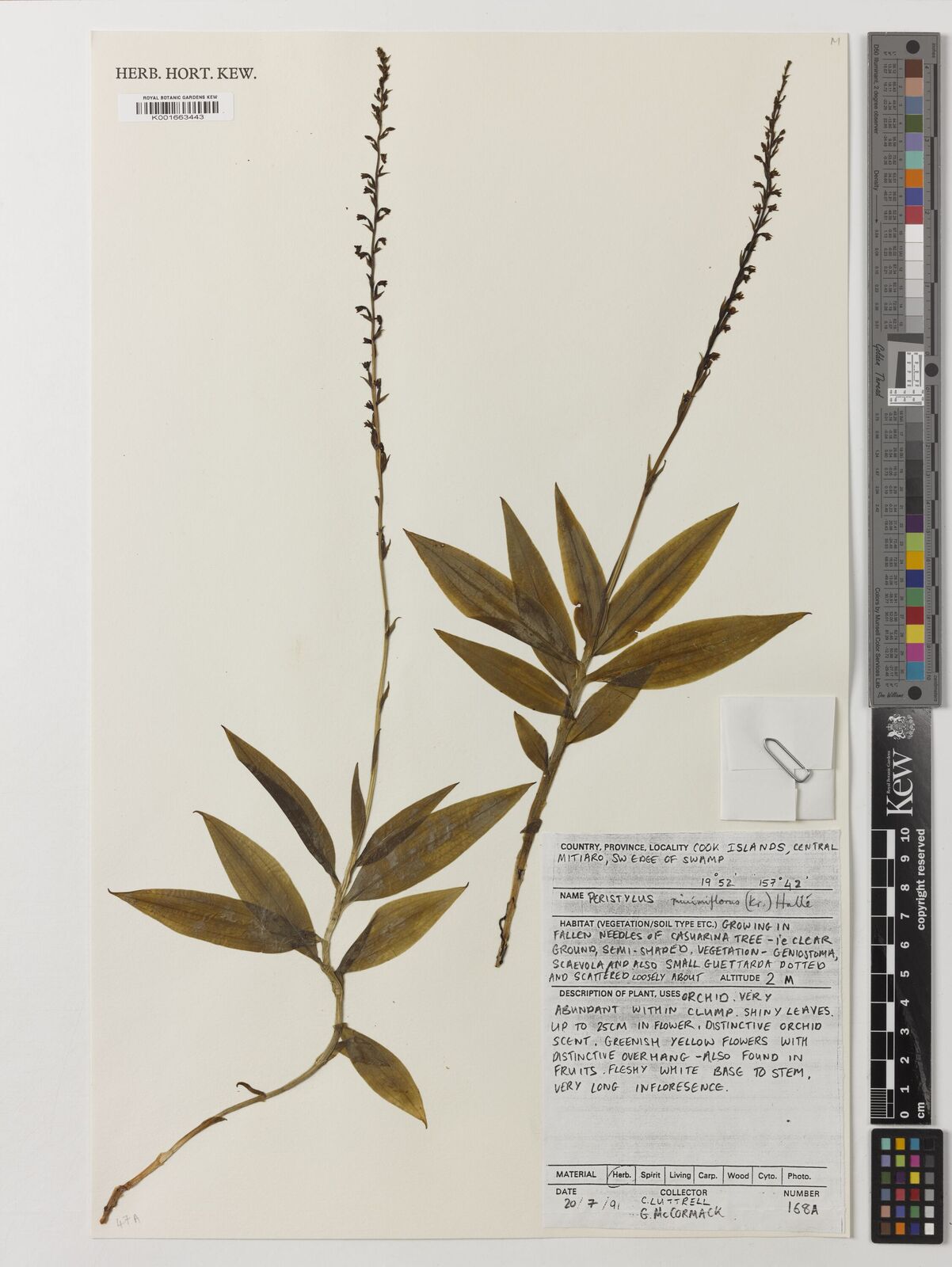 Peristylus minimiflorus