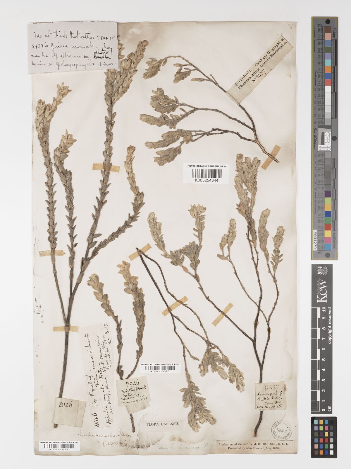 Gnidia tenella