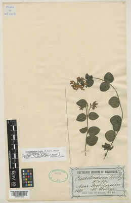 Kew Gardens K000910243:  Holtze, M.W. [s.n.] Australia