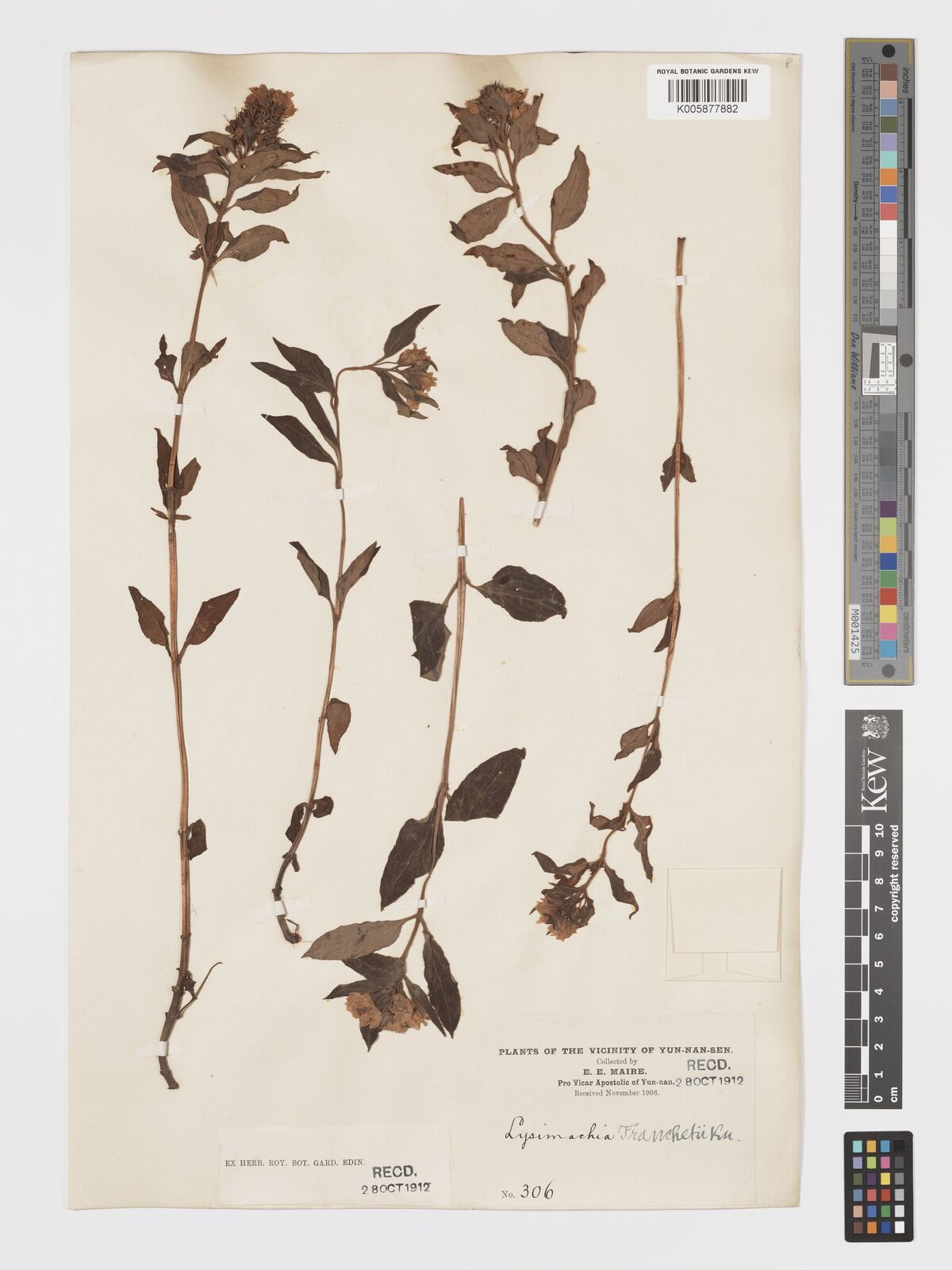 Lysimachia hemsleyi